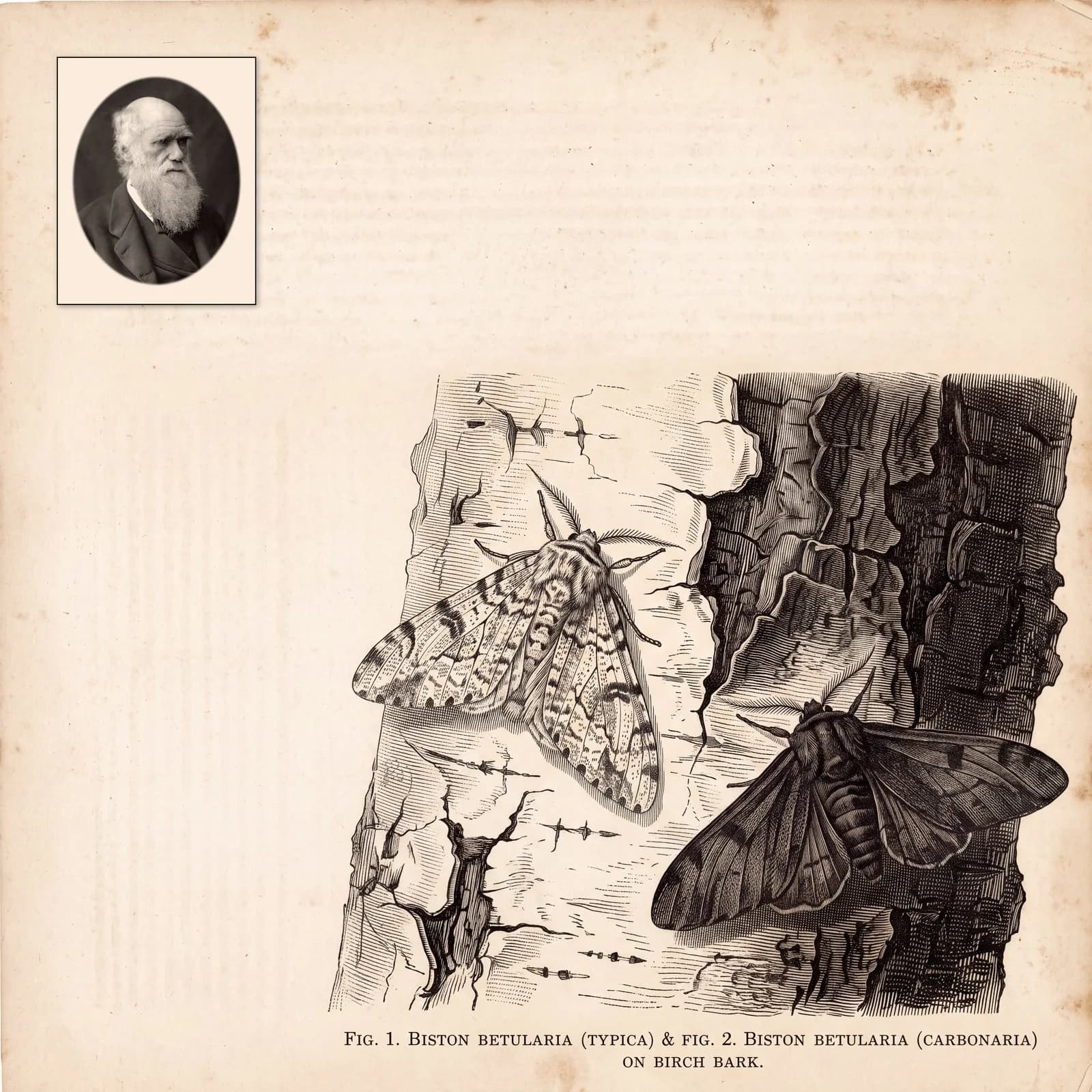 An engraving of two moths, one pale and one dark, resting on birch bark, with a printed caption naming them as forms of the peppered moth, a small portrait in the corner.